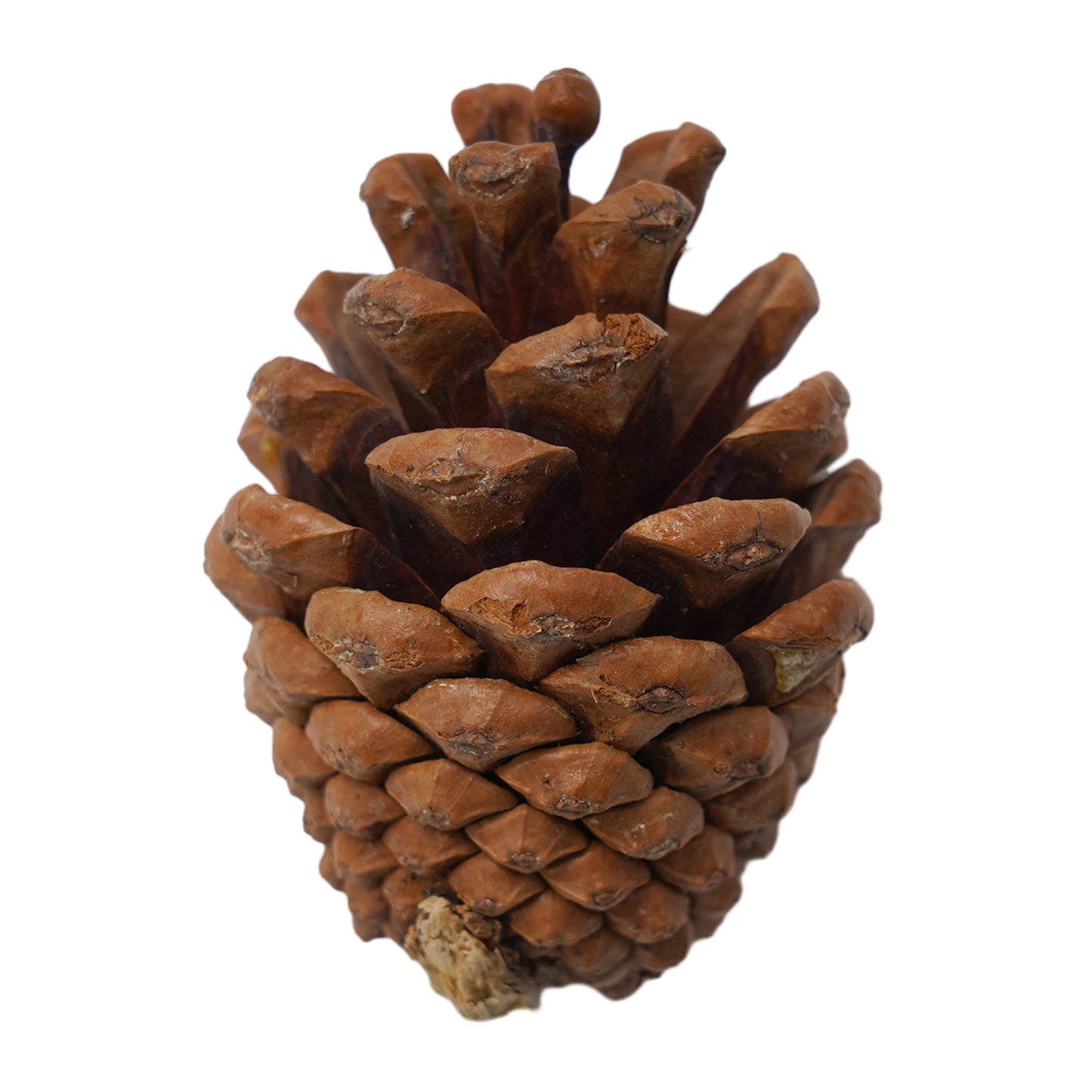 50Pcs/ Set Fall Harvest Decor Props Artificial Mini Pumpkin Gourd Acorn Berries Maple Leaf Party Holiday DIY Decorations